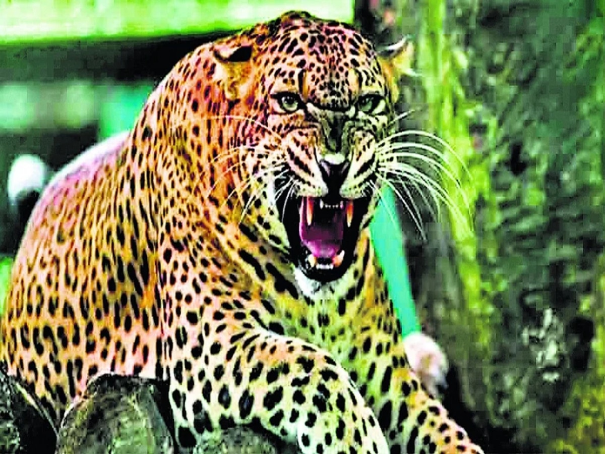 Leopard In Delhi: दिल्ली में तेंदुए के दावे के साथ वीडियो वायरल, दहशत में लोग