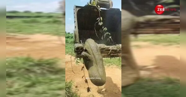 python stuck in swamp pulled out by JCB you will be shocked to see this ...