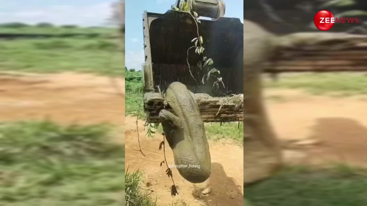 python stuck in swamp pulled out by JCB you will be shocked to see this ...