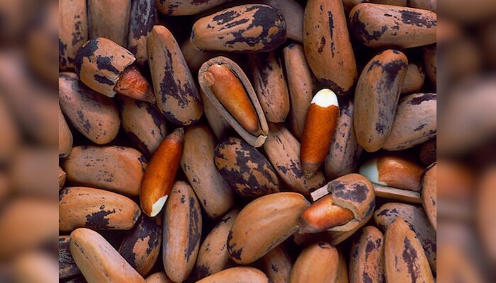 आ गया काजू-बादाम का बाप चिलगोजा, दिमाग बन जाएगा सुपर कम्प्यूटर