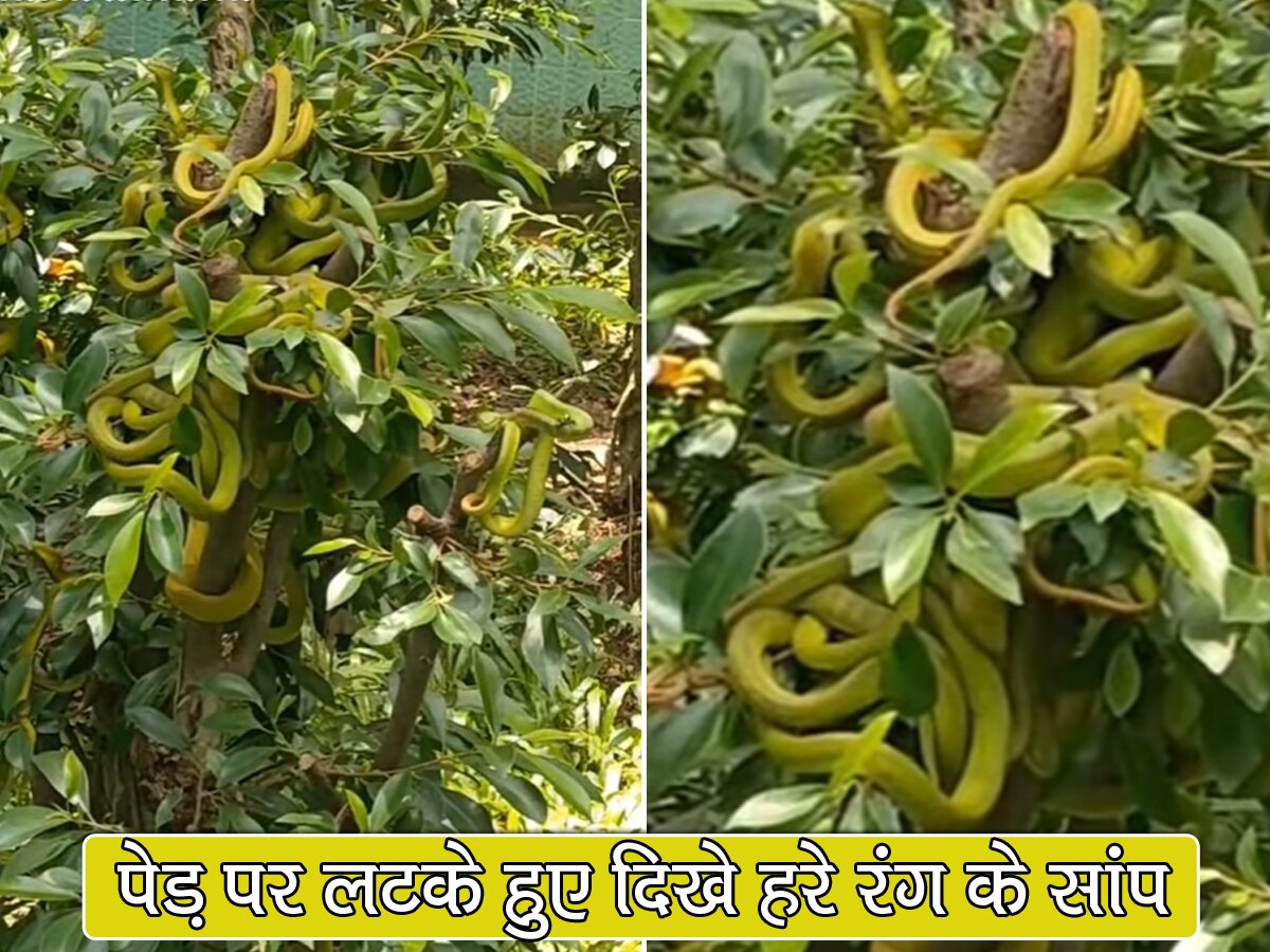 Snake Video: पेड़ पर आम की तरह लटके हुए दिखाई दिए खतरनाक सांप, क्या करना चाहते हैं वैज्ञानिक?