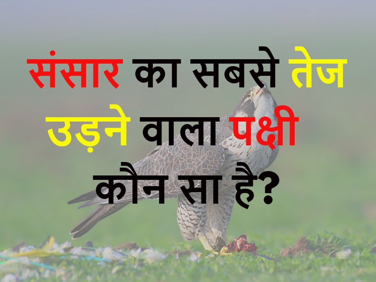 Quiz: संसार का सबसे तेज उड़ने वाला पक्षी कौन सा है?