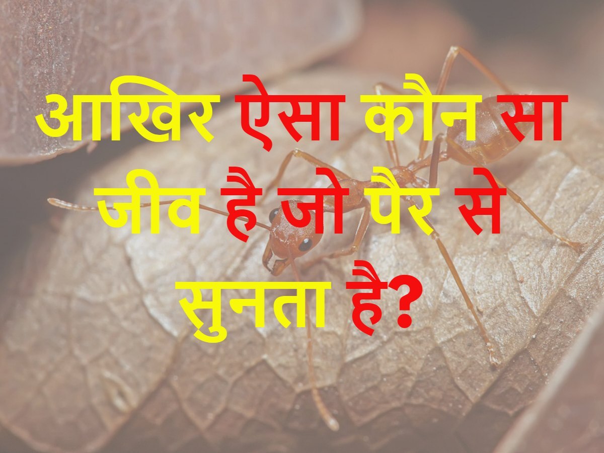 Quiz: आखिर ऐसा कौन सा जीव है जो पैर से सुनता है?