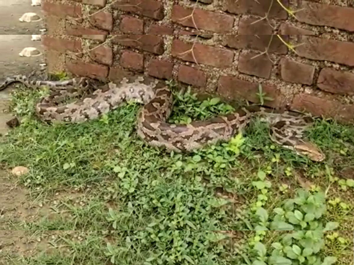 Snake Video Cat caught 8 feet long python ranchi watch | Snake Video ...