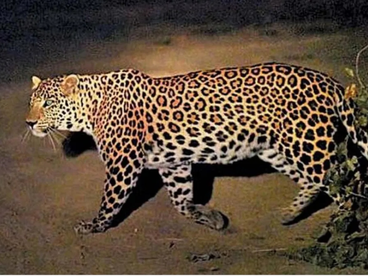 Animal Video leopard came out from jungles of Delhi yamuna flood viral ...