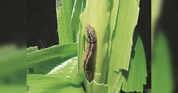 Attack of American insects in many districts of Jharkhand, there is ...