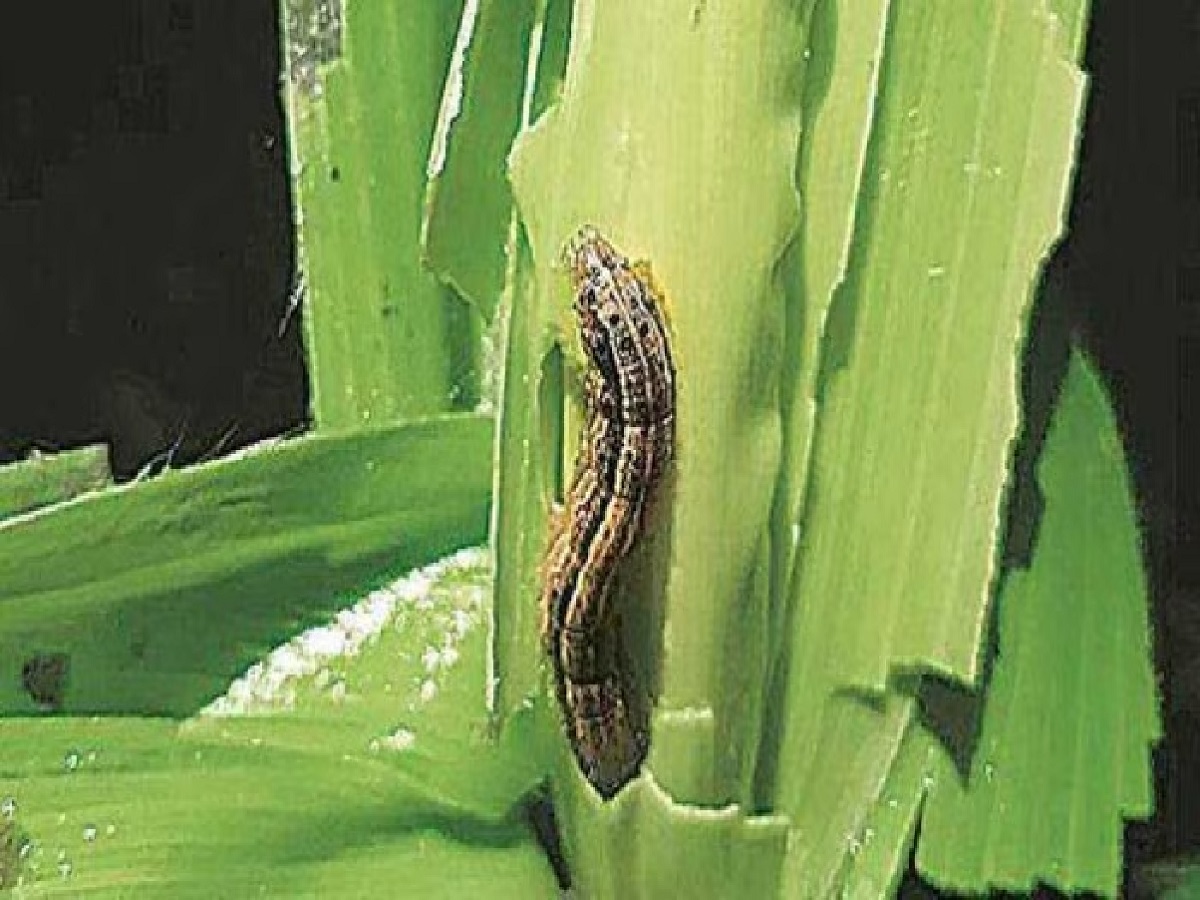 Jokh Insect Photo Attack of American insects in many districts of Jharkhand, there is ...