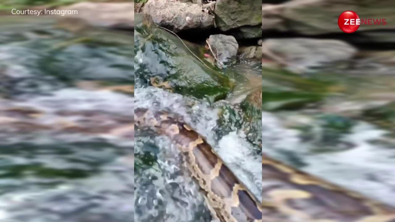 30 feet long biggest python ever seen bathing in waterfall netizens ...