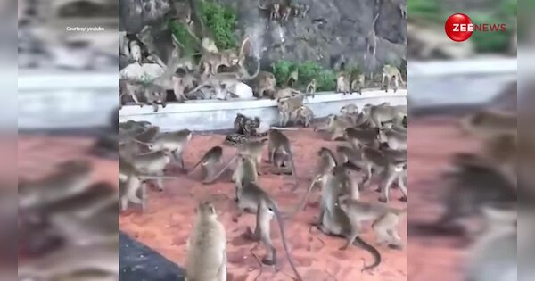 animal viral videos group of monkeys fight with big python then what ...