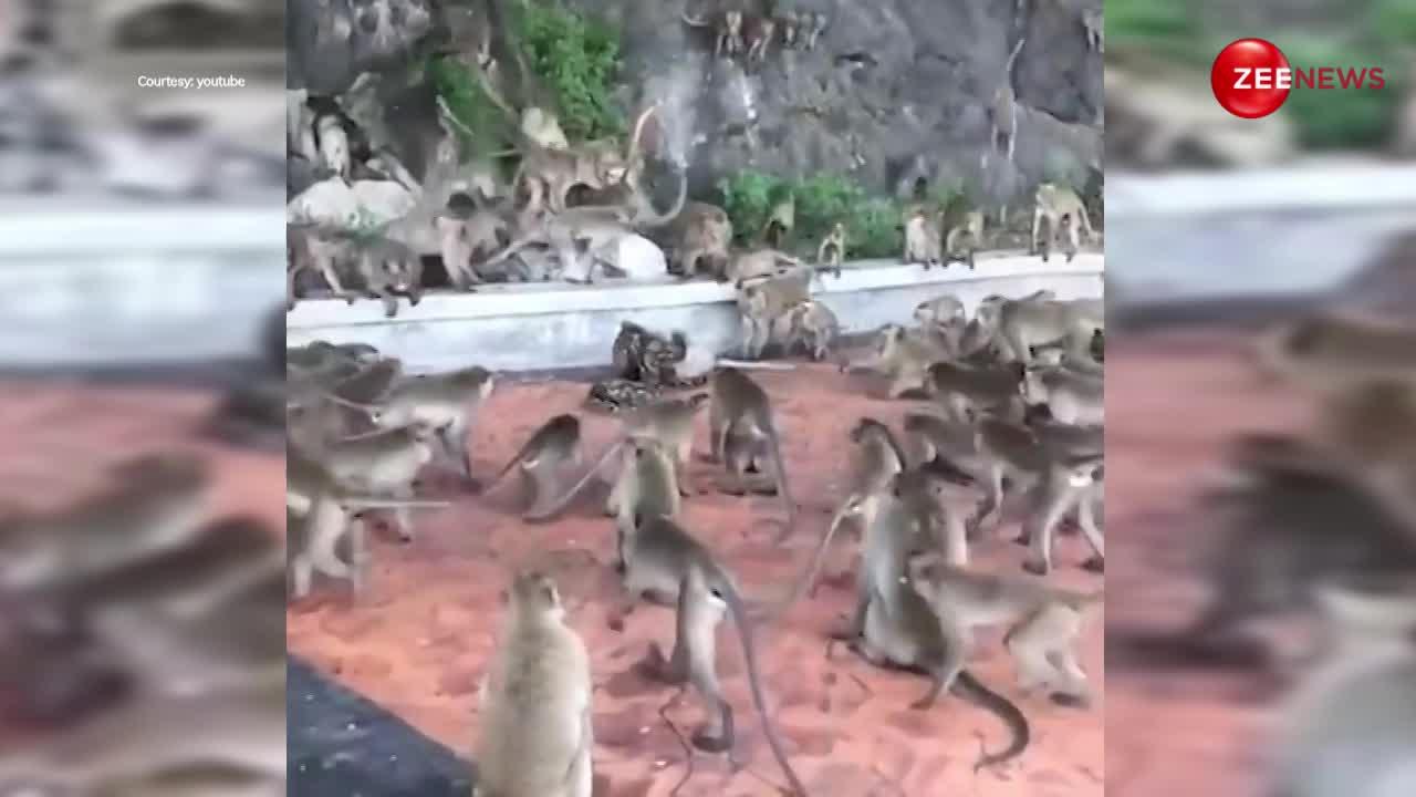 animal viral videos group of monkeys fight with big python then what ...