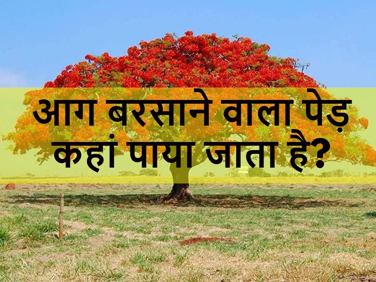Quiz: आग बरसाने वाला पेड़ कहां पाया जाता है?