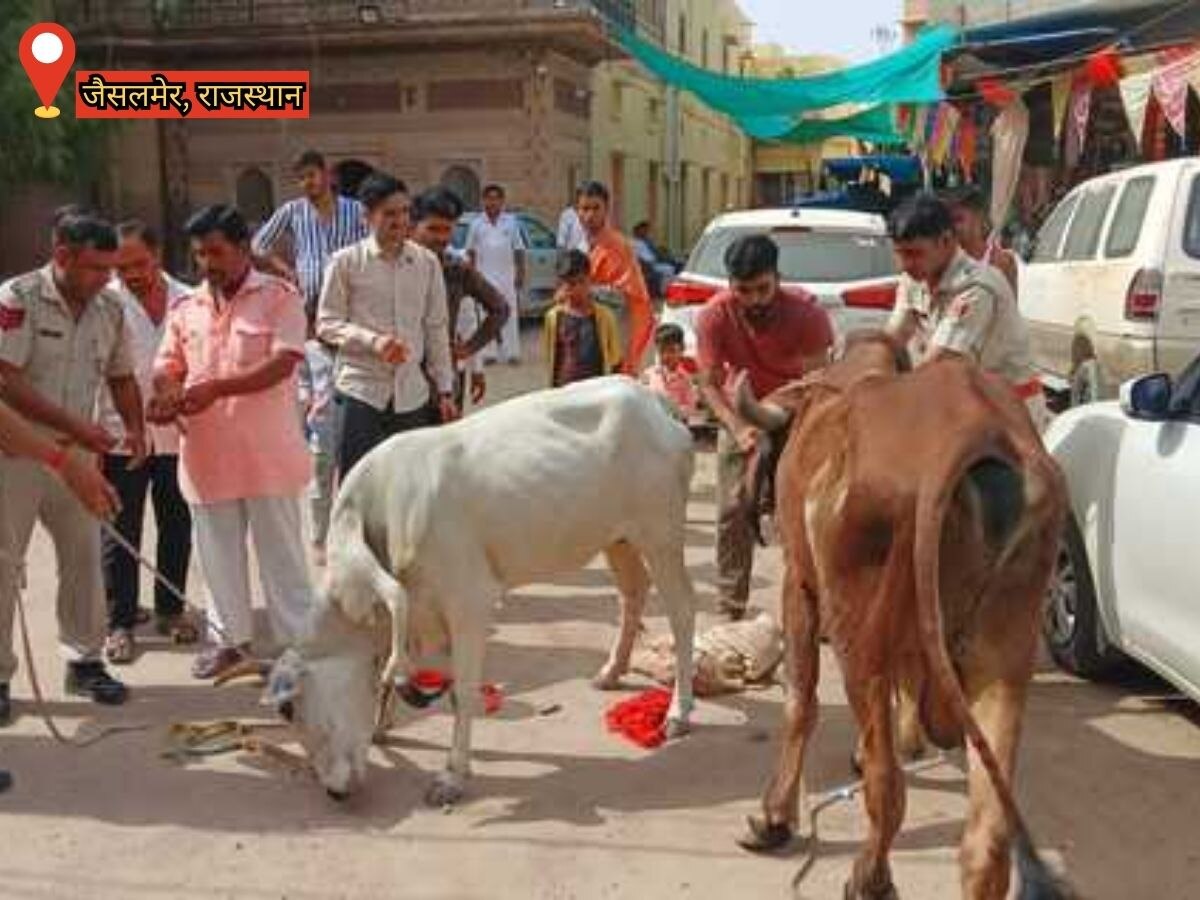 Jaisalmer news: रामदेवरा में गायों का सहारा लेकर पैसा मांगने वाले दो लोग हुए गिरफ्तार