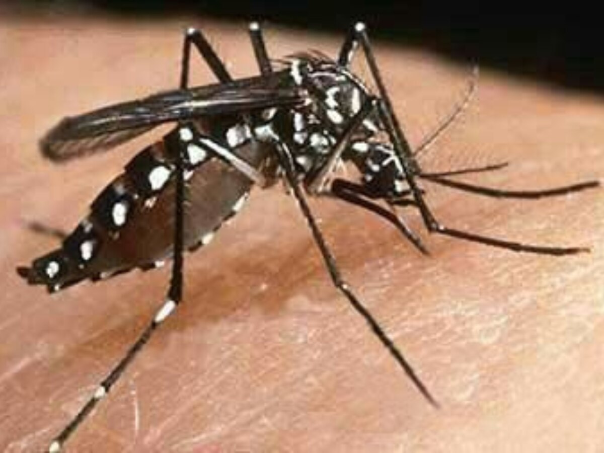 Dengue symptoms: अगर आपके शरीर में दिख रहें हैं ये लक्षण, तो हो जाएं सावधान, आप हो सकते हैं डेंगू के शिकार