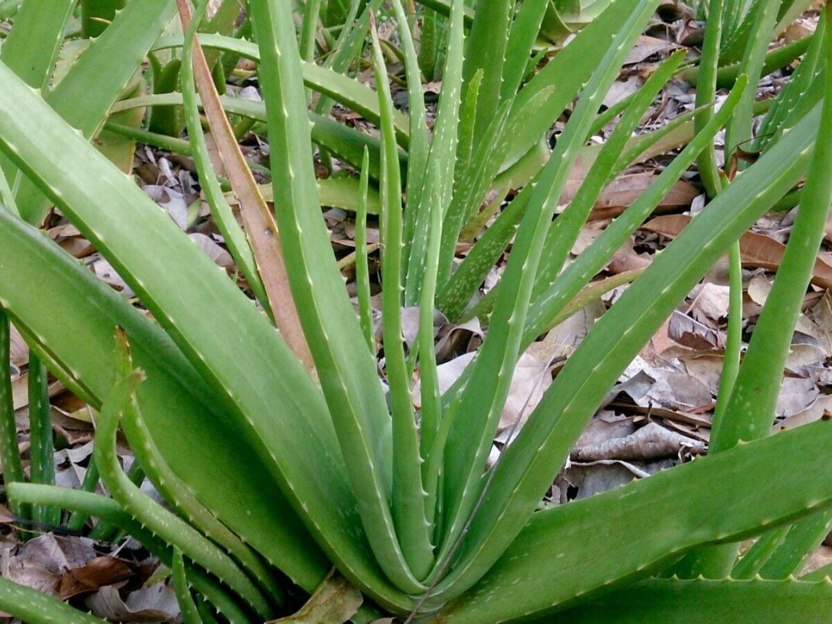 Aloe Vera Benefits: एलोवेरा के होते है इतने चमत्कारी फायदे जानकर हैरान रह जायेंगे आप