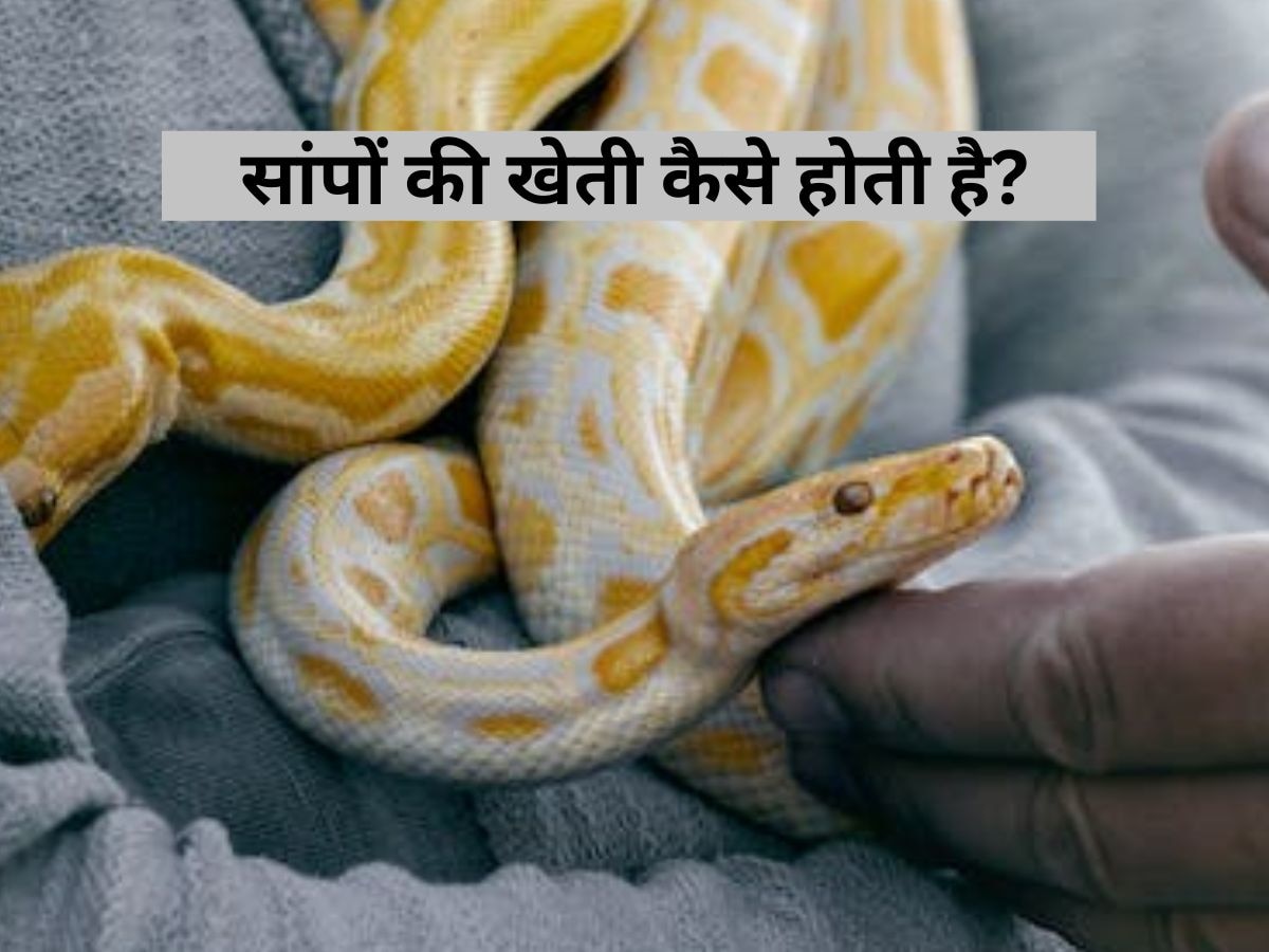 Snake Farming: इस गांव में हर साल होती है 30 लाख सांपों की खेती, कारण सुनेंगे..आंखें चौंधिया जाएंगी!