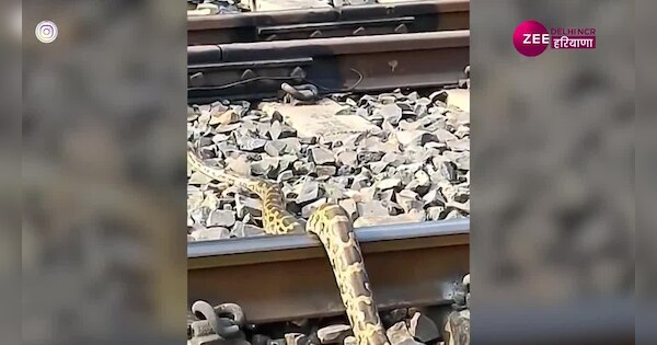 Python seen crossing train track rail ki patri par bhaga saanp video ...