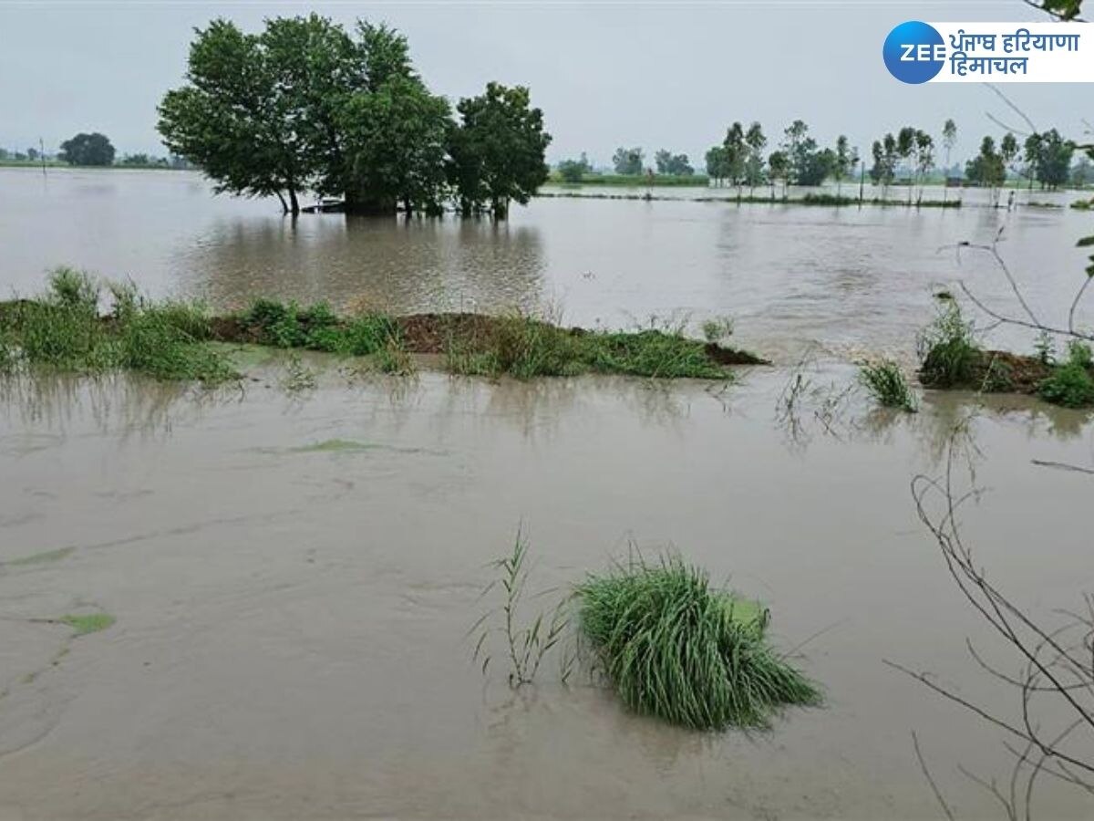 Punjab Flood News: ਪੰਜਾਬ ਵਿੱਚ 19 ਜ਼ਿਲ੍ਹਿਆਂ 'ਚ ਕੁਦਰਤੀ ਤਬਾਹੀ, ਹੜ੍ਹ ਪ੍ਰਭਾਵਿਤ ਪਿੰਡਾਂ ਦਾ ਅੰਕੜਾ ਕਰ ਦੇਵੇਗਾ ਹੈਰਾਨ