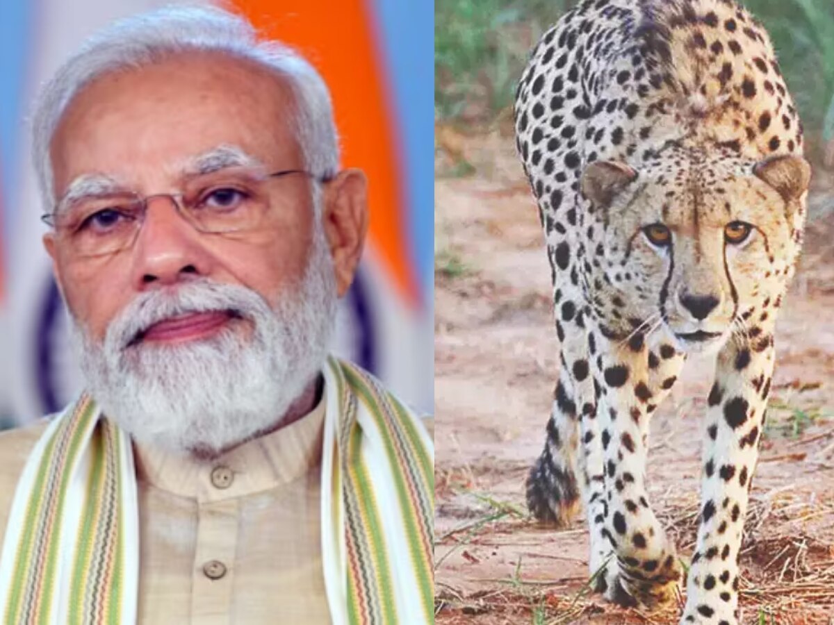 Cheetah Death: कूनो पार्क में लगातार चीतों की मौत के बाद क्या MP से शिफ्ट किए जाएंगे चीते? PM मोदी ने बुलाई बैठक