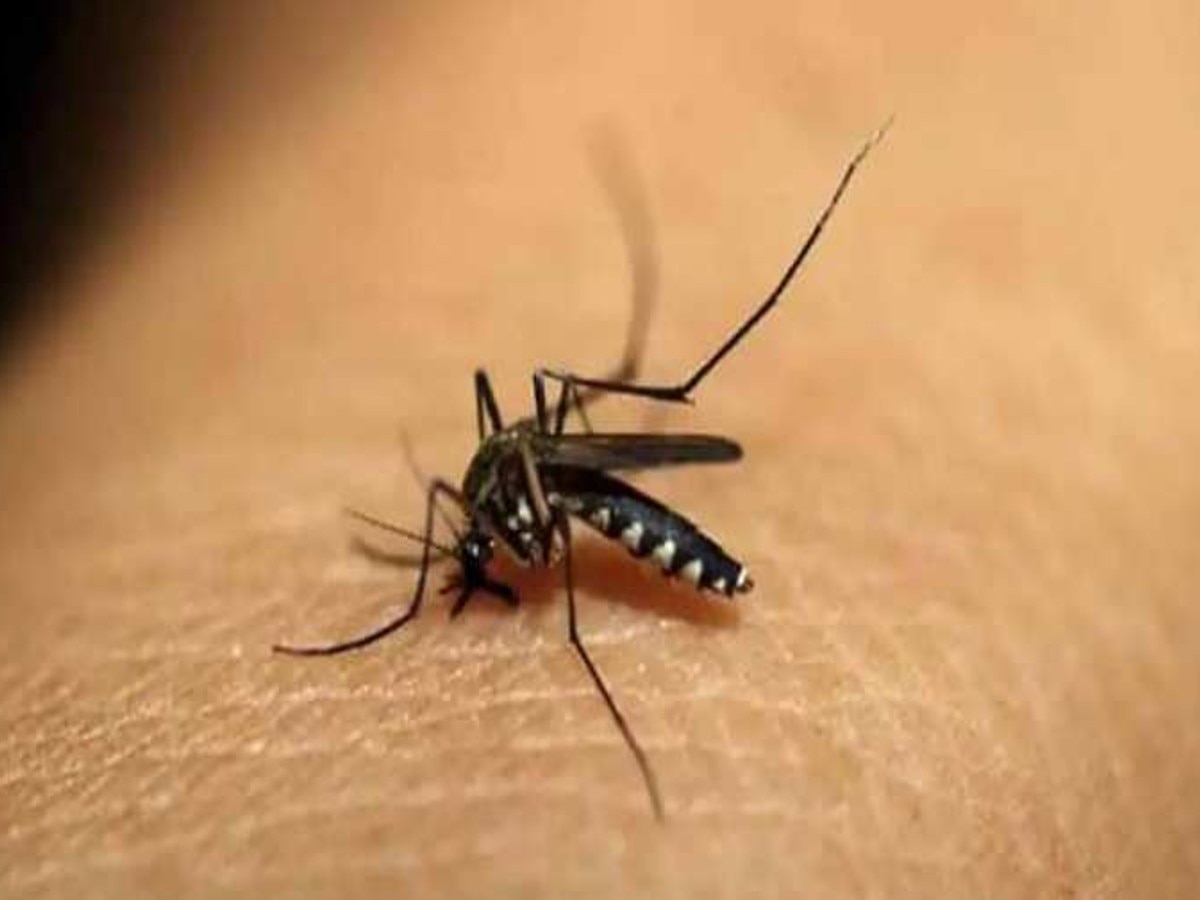 Dengue: हिमाचल प्रदेश में भारी बारिश के बाद फैलने लगा डेंगू, स्वास्थ्य विभाग हुआ अलर्ट