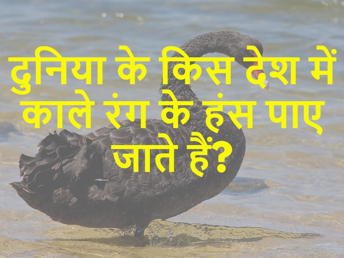 Quiz: दुनिया के किस देश में काले रंग के हंस पाए जाते हैं? Quiz: दुनिया के किस देश में काले रंग के हंस पाए जाते हैं?