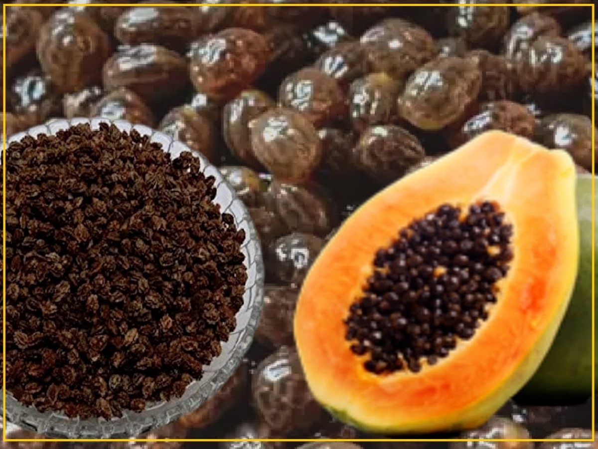 Papaya Seeds benefits in many disease papite ke beej ke fayde Papaya