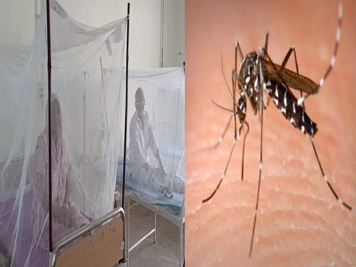 Yamunanagar News: बारिश और बाढ़ के बीच डेंगू और चिकनगुनिया ने दी दस्तक, बढ़ने लगे केस, इन अस्पतालों में बेड हुए रिजर्व 