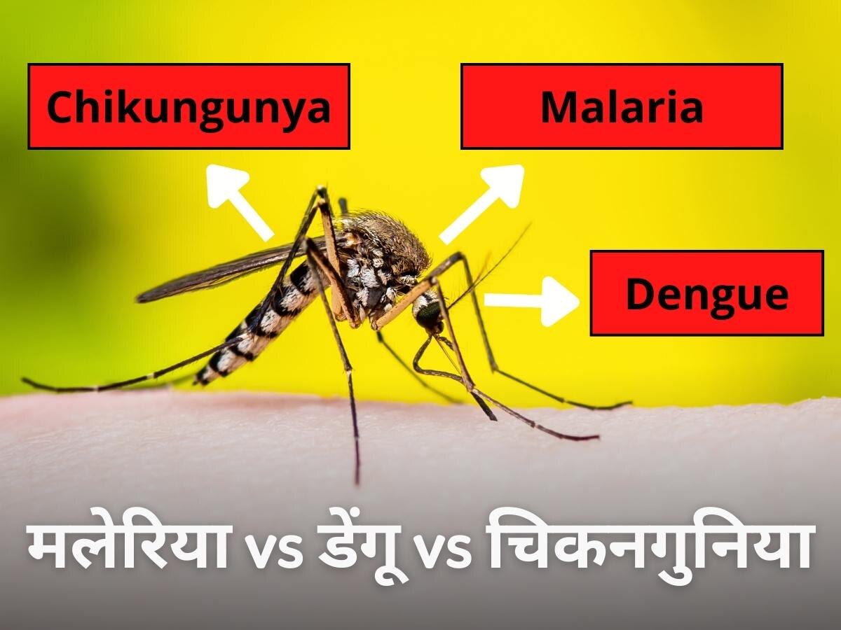 Mosquito Borne Diseases: मलेरिया, डेंगू और चिकनगुनिया में क्या है अंतर? समझ लिया तो फायदे में रहेंगे आप