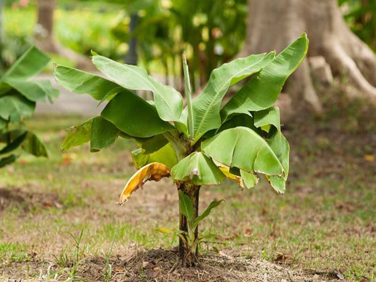 banana tree remedies