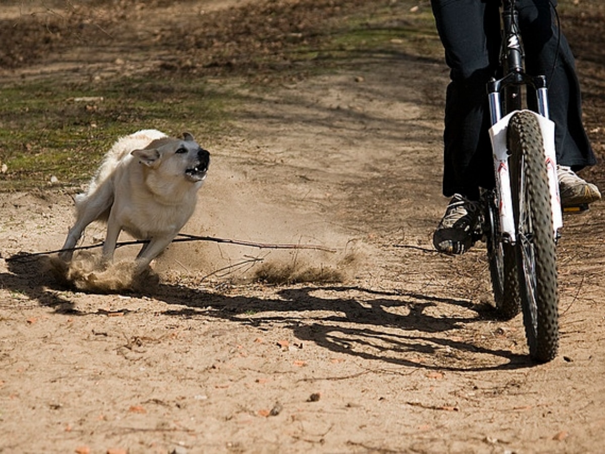 Dogs Chasing Bike In Night: अगर रात के अंधेरे में बाइक चलाते समय पीछे पड़ जाते है कुत्ते तो ये टिप्स अपनाये.