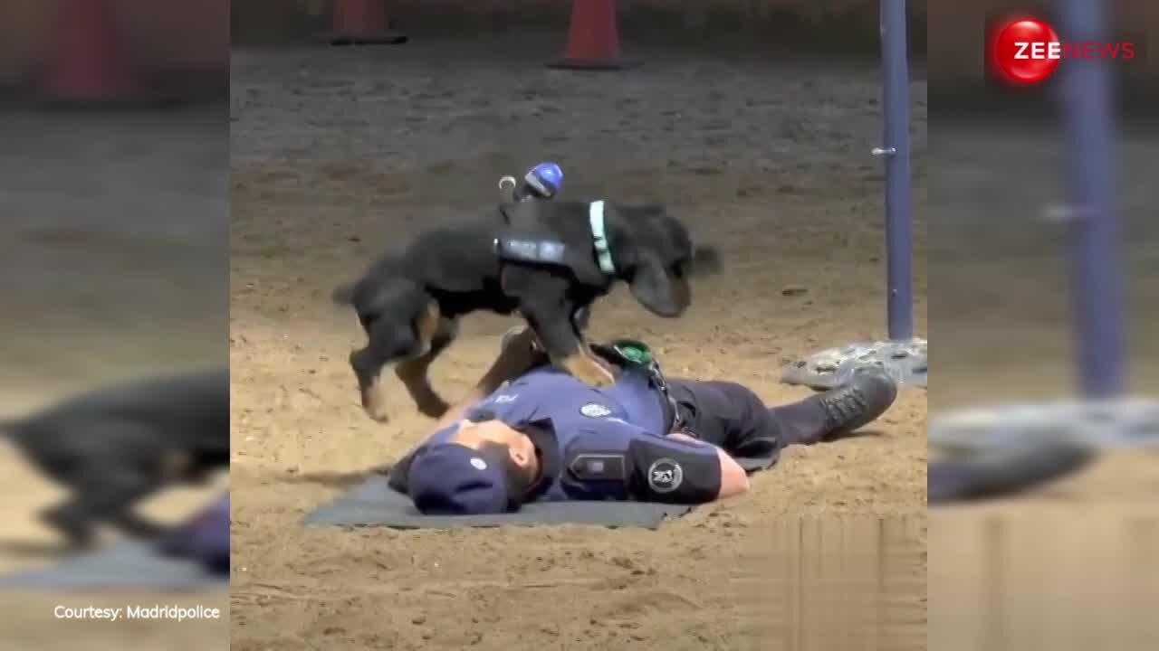 animal videos well trained dog giving cpr to a police officer and saves
