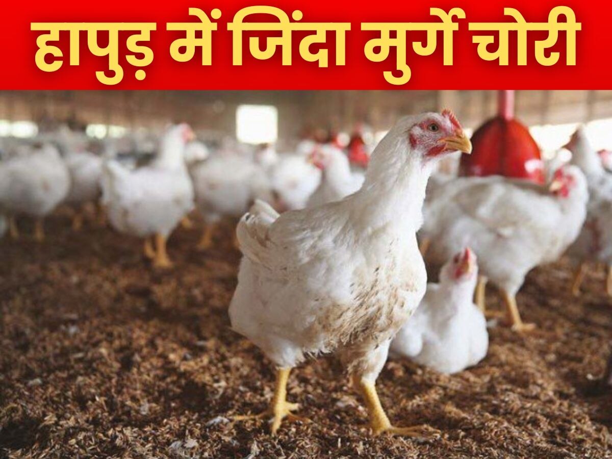 Hapur News: हापुड़ में जिंदा मुर्गे ही चुरा ले गए चोर, पुलिस भी हैरान