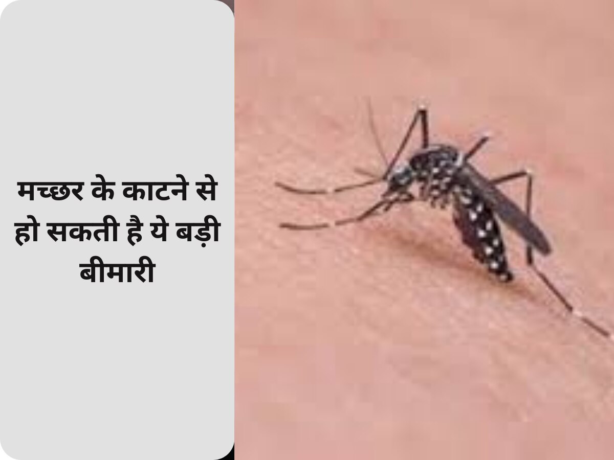 Mosquito Bite: मच्छर के काटने से हो सकती है ये बड़ी बीमारी, इन बातों का जरूर रखें ध्यान 
