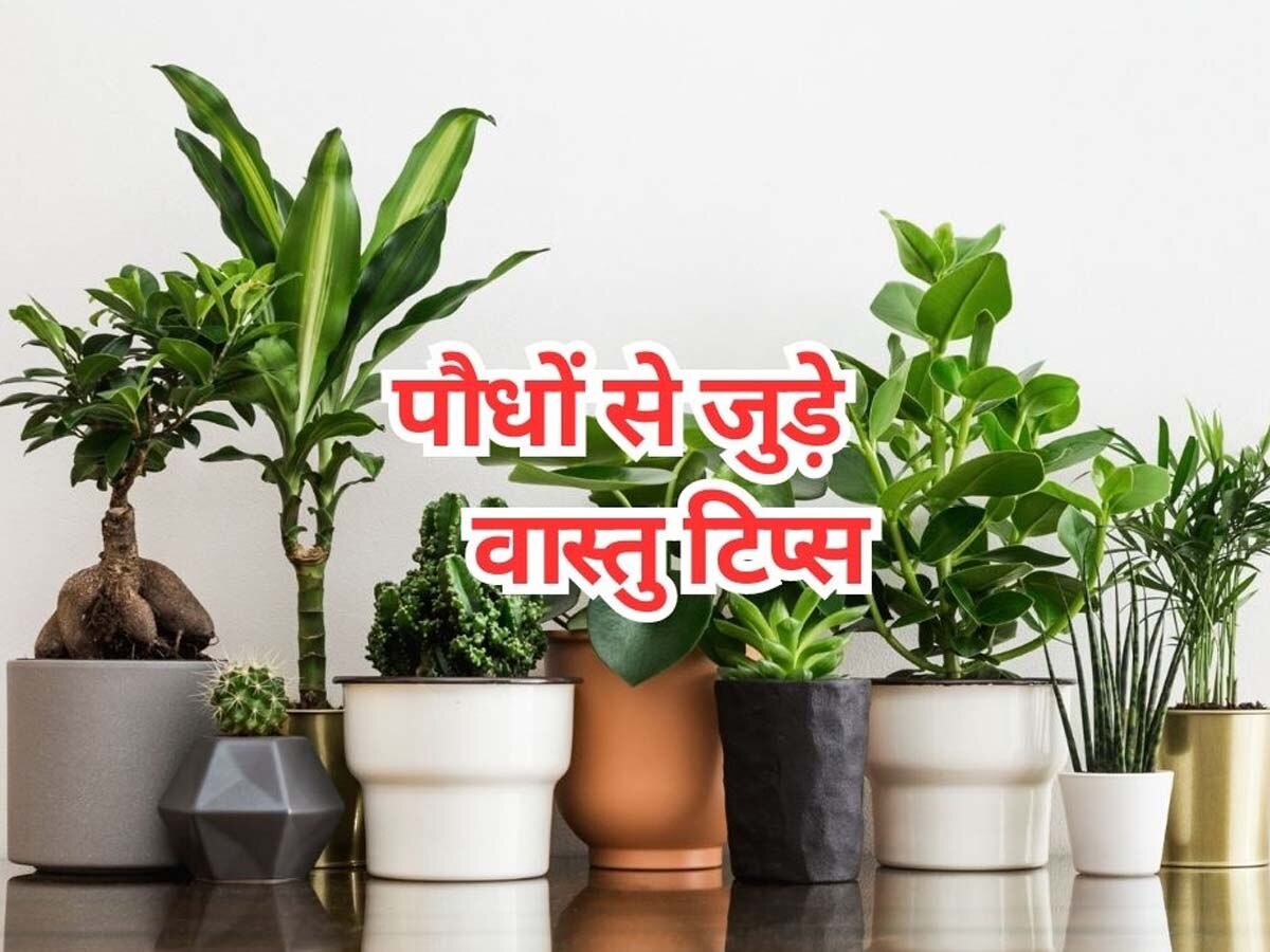 Vastu Tips for Plants: गलती से भी दक्षिण दिशा में न लगाएं ये 4 शुभ पौधे, ठहर जाएगी घर की तरक्की; दुर्भाग्य का होगा प्रवेश