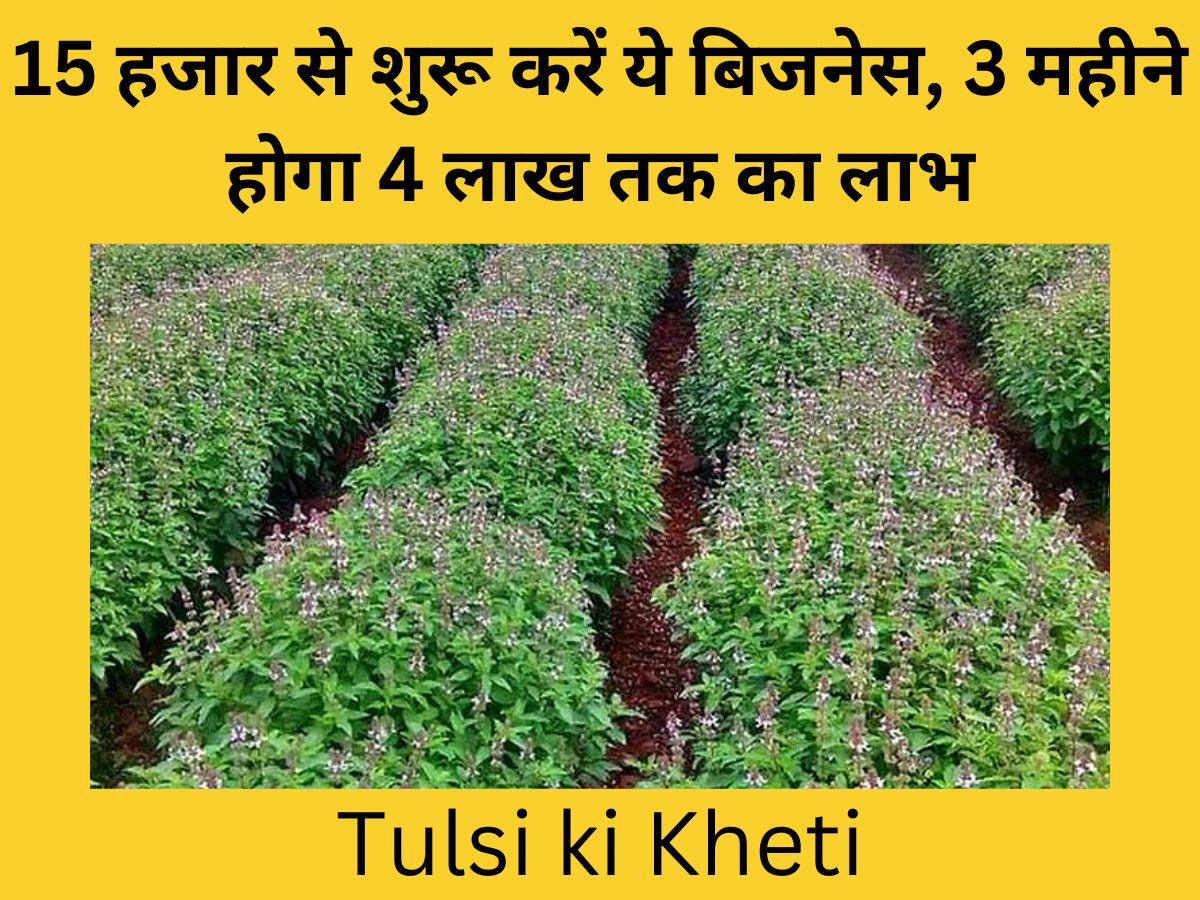 Business Idea millionaire by Basil Farming start business with