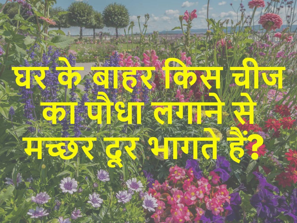 Quiz: घर के बाहर किस चीज का पौधा लगाने से मच्छर दूर भागते हैं?