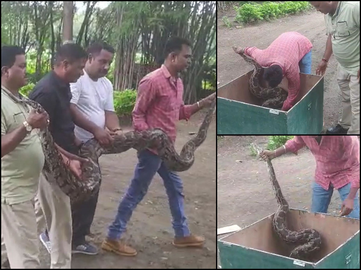 Ujjain News: गांव में घुसा 11 फीट लंबा 50KG का शिकारी अजगर, रेस्क्यू में लगे इतने लोग चौका देंगे Ujjain News: गांव में घुसा 11 फीट लंबा 50KG का शिकारी अजगर, रेस्क्यू में लगे इतने लोग चौका देंगे