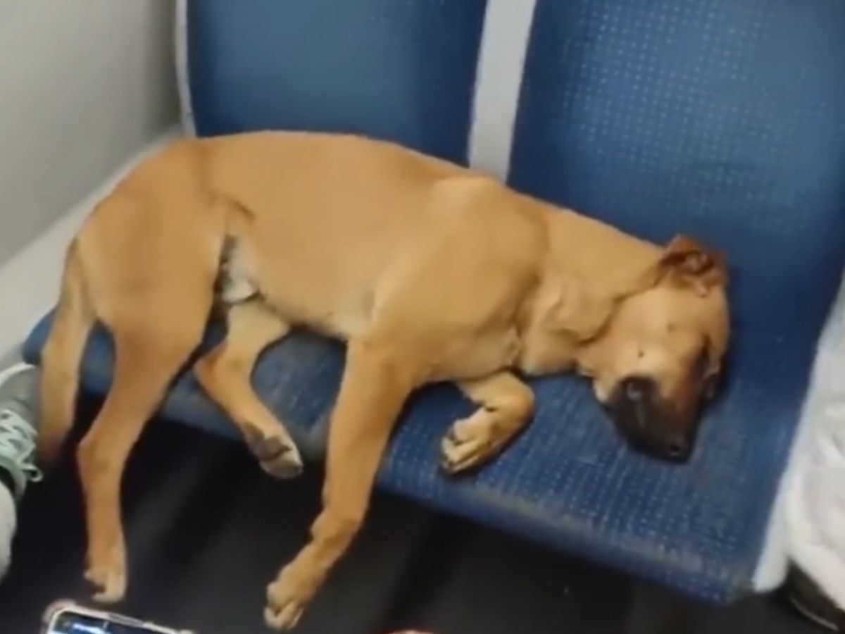 Dog Sleep: सीट पर सो रहा था कुत्ता, फिर भीड़ ने कुछ ऐसा किया..आपका दिल भर आएगा!