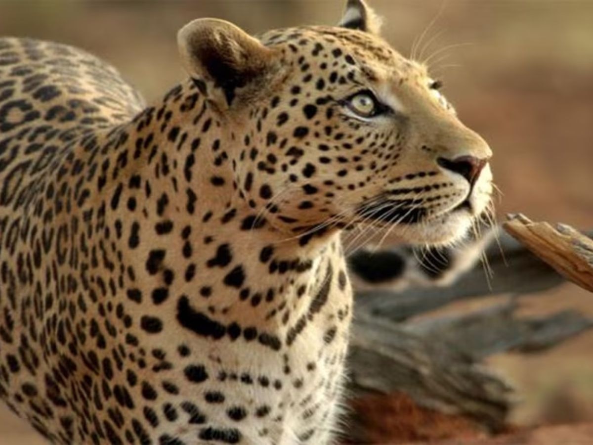 leopard (File Photo)