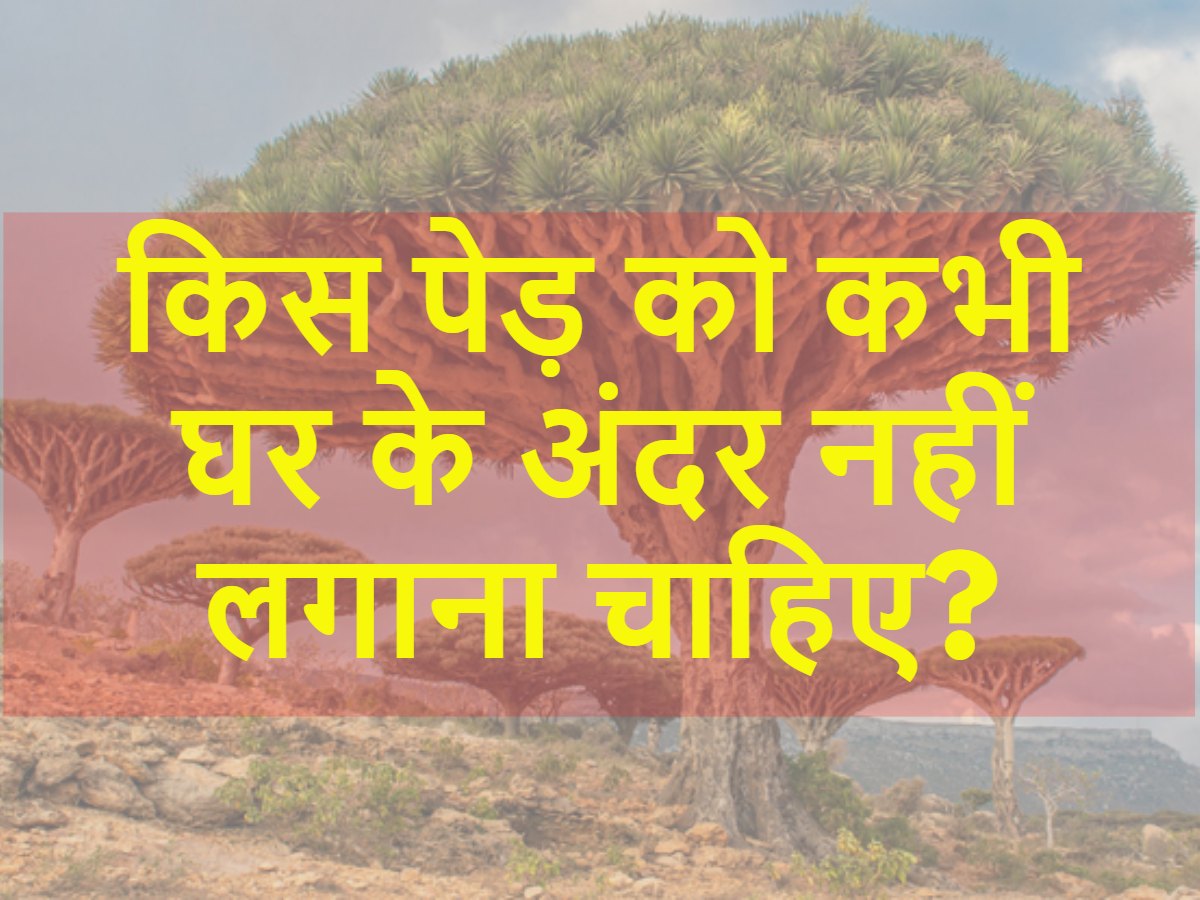 Quiz: किस पेड़ को कभी घर के अंदर नहीं लगाना चाहिए? Quiz: किस पेड़ को कभी घर के अंदर नहीं लगाना चाहिए?