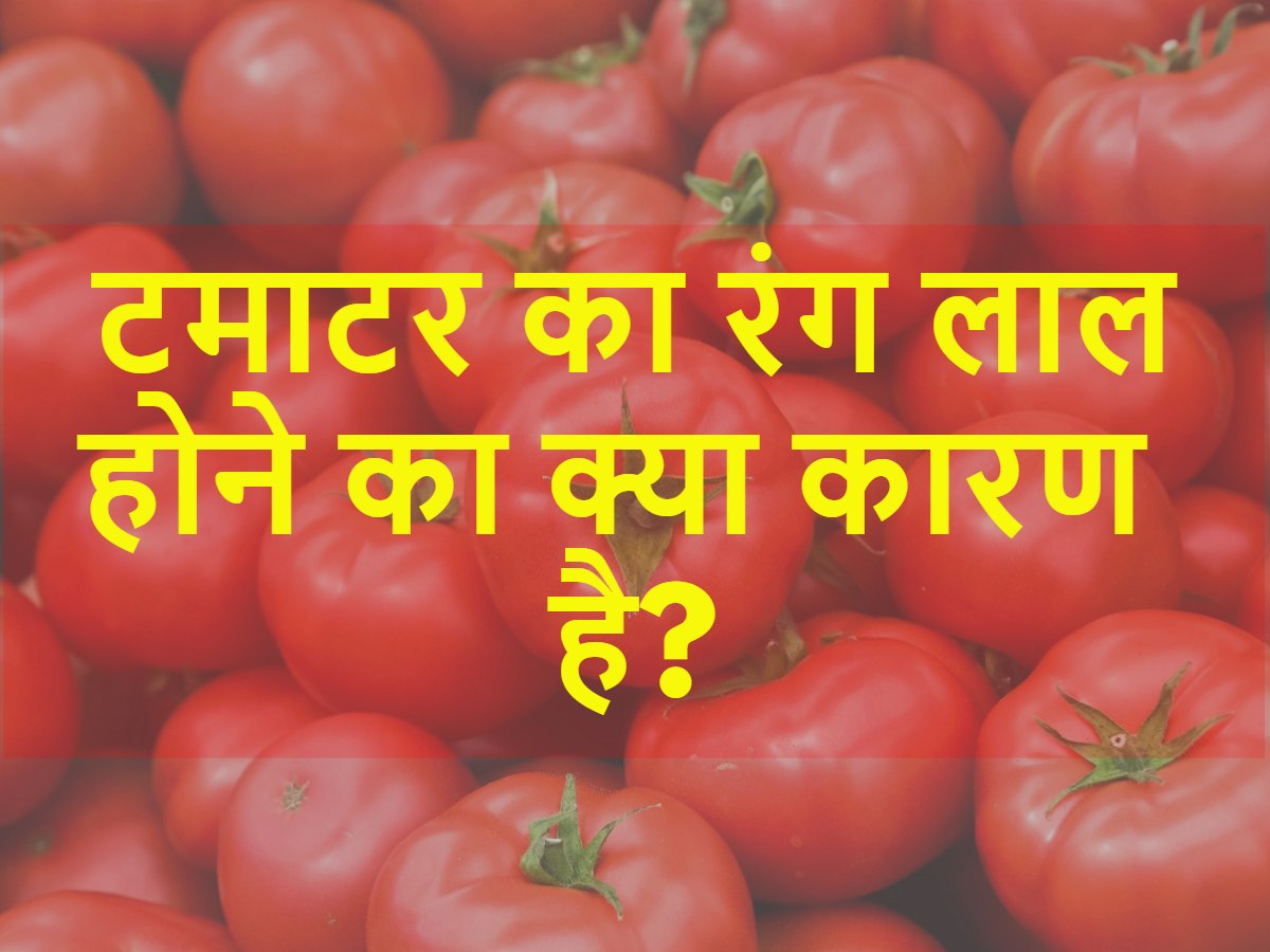 Quiz: टमाटर का रंग लाल होने का क्या कारण है? Quiz: टमाटर का रंग लाल होने का क्या कारण है?