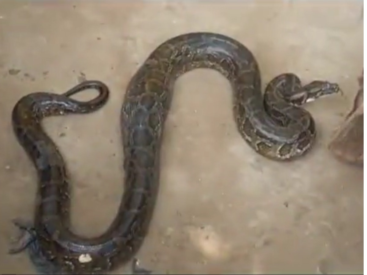 Snake Video 12 feet python came to hunt duck watch | Snake Video: बत्तख ...