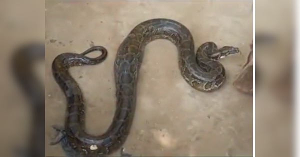 Snake Video 12 feet python came to hunt duck watch | Snake Video: बत्तख ...