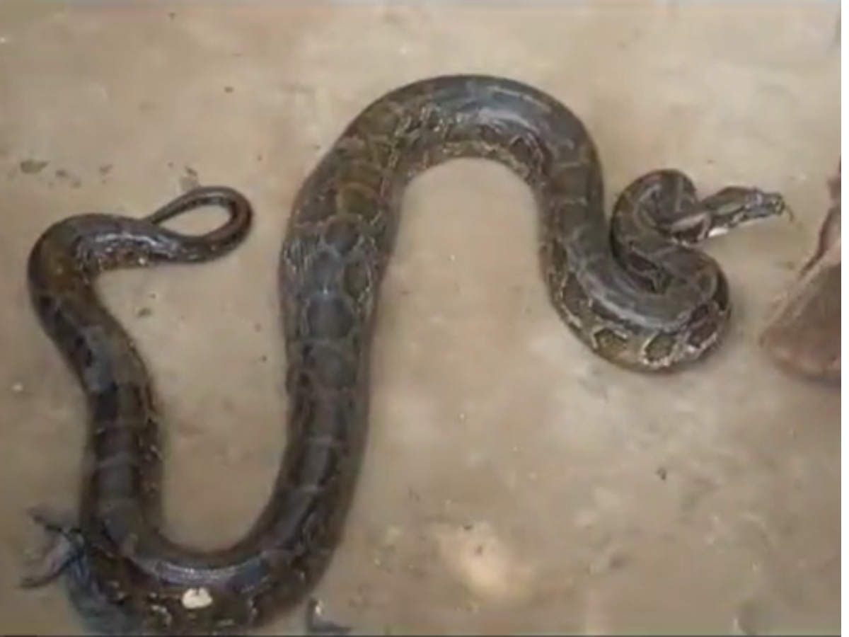 Snake Video 12 feet python came to hunt duck watch | Snake Video: बत्तख ...
