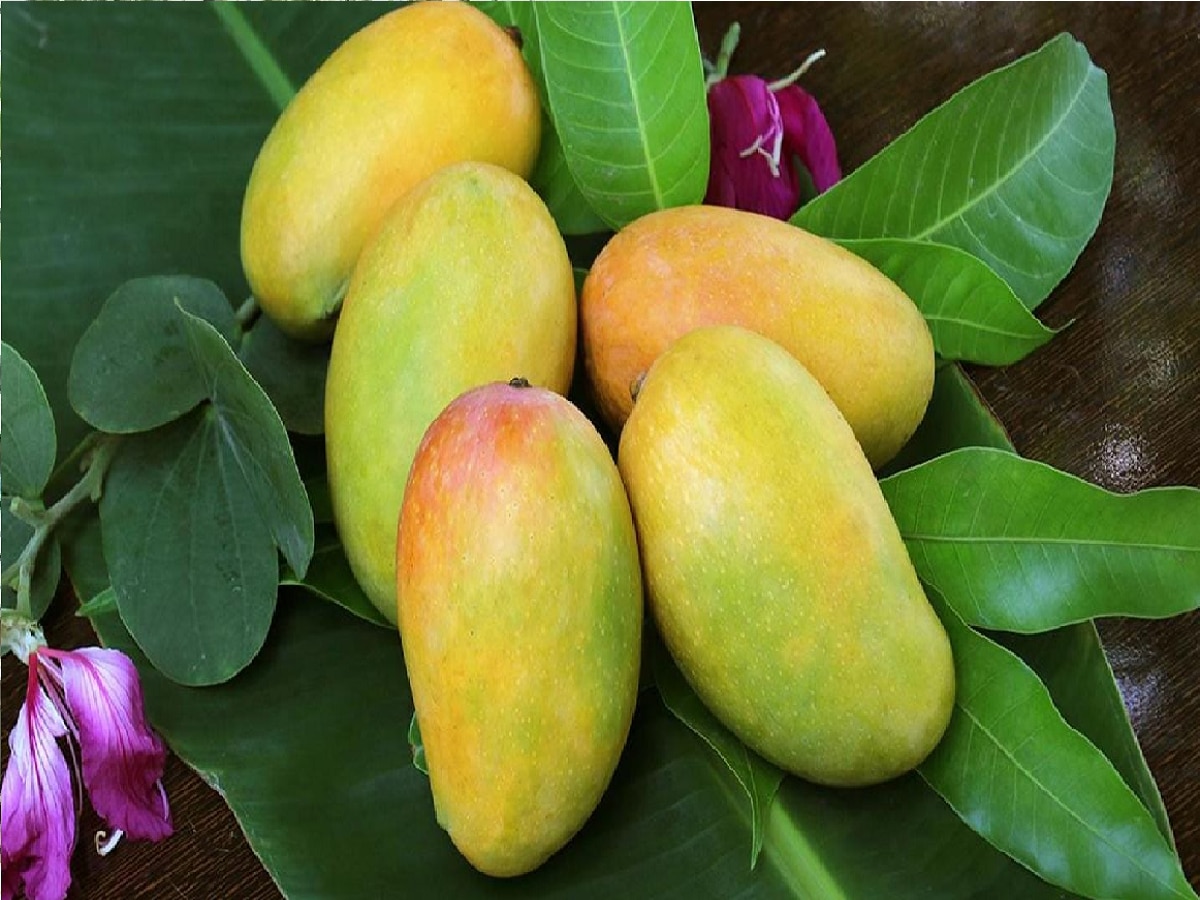 Mango Side Effects (फाइल फोटो)