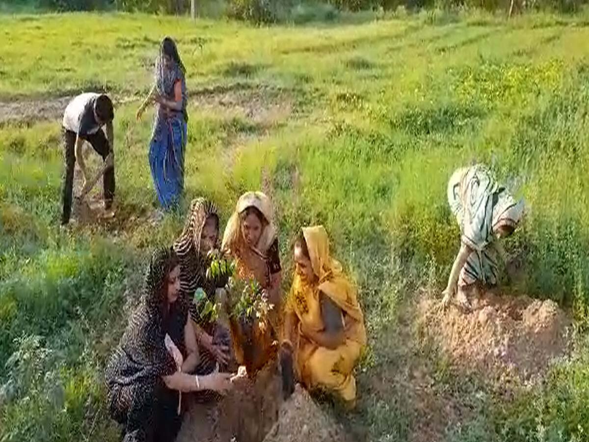 Rajasthan News: राजस्थान में पौधारोपण कार्यक्रम हुए तेज, बौंली में 29 हजार पौधे लगाने का संकल्प