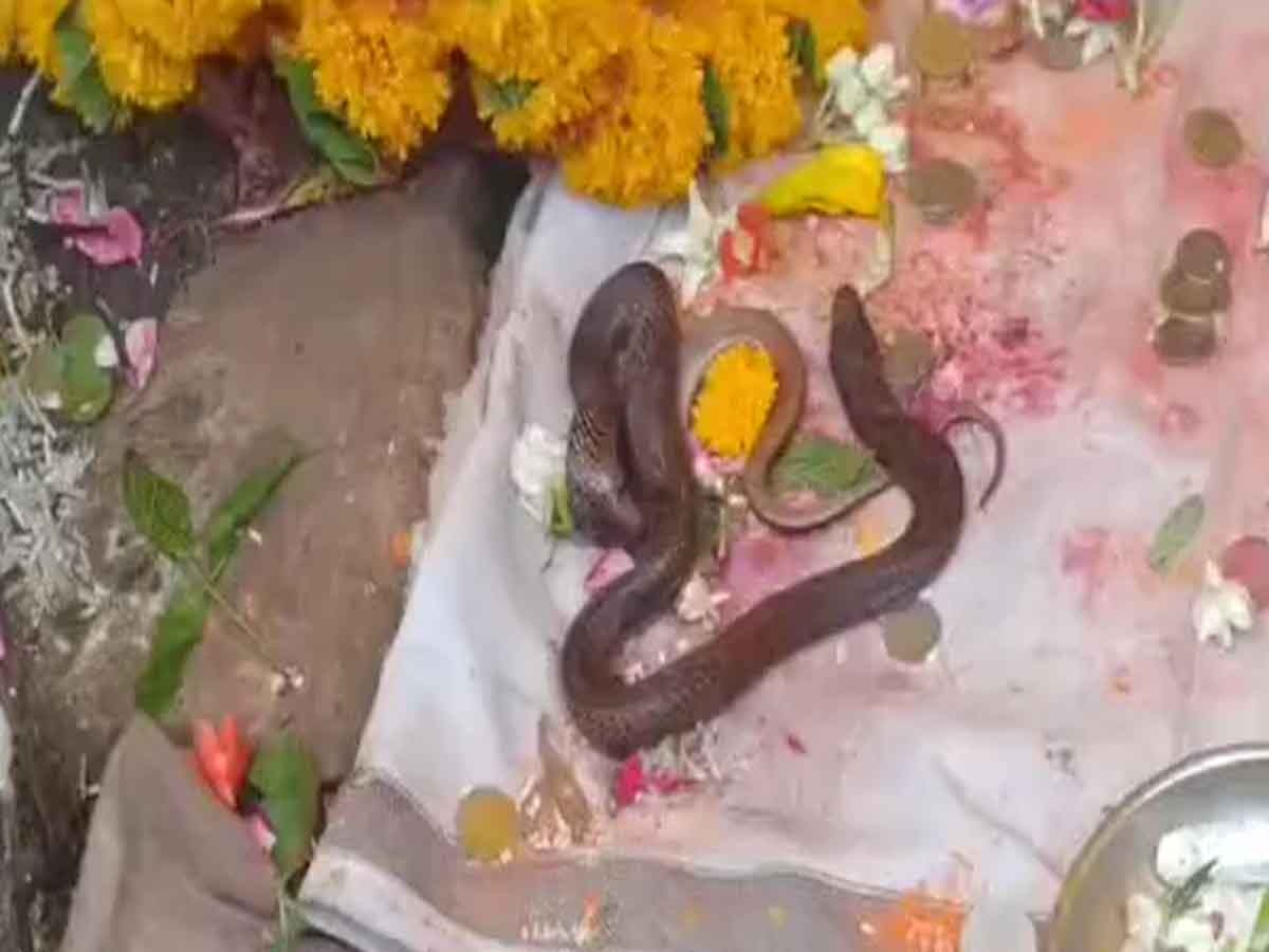 Nag Panchami: महिला के सपने में आए नाग देवता, फिर मंदिर में गले लिपट लिया सांप, लोगों ने किया यह काम