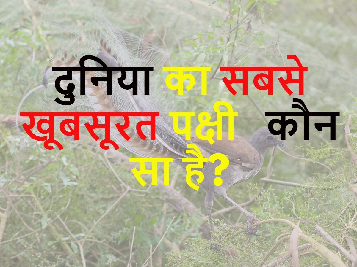 Quiz: दुनिया की सबसे खूबसूरत पक्षी कौन सा है? Quiz: दुनिया की सबसे खूबसूरत पक्षी कौन सा है?