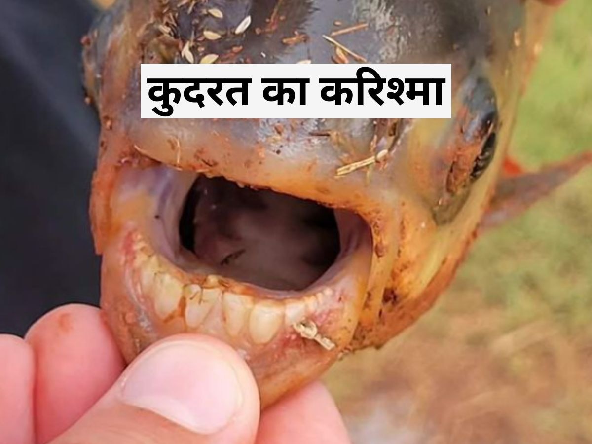 Paku Fish: इस मछली के दांत इंसानों जैसे..पकड़ते ही लड़का चिल्ला उठा, चौंकाने वाली तस्वीरें वायरल