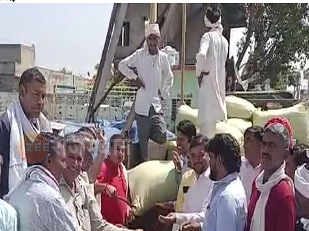 जयपुर: फेलियर-उपज का दाम 1100 रुपये तक ज्यादा था,फिर भी किसानों से 30% खरीद कर पाया राजफैड