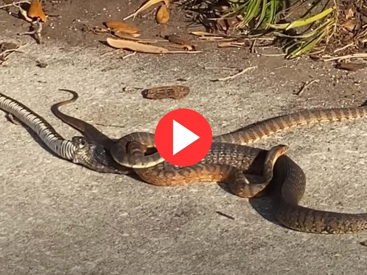 Snake Video: देखते ही देखते एक सांप ने दूसरे सांप को निगल लिया, देखें हैरान करने वाला वीडियो